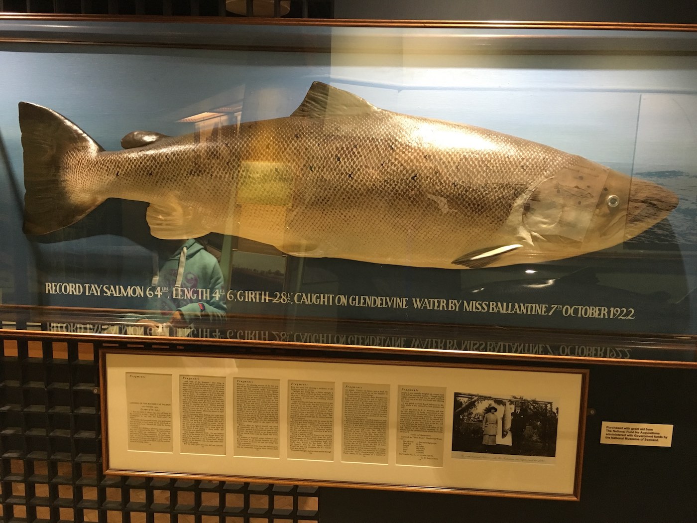 This is the British record salmon of 64lbs and was captured in 1922 on the River Tay near Murthly. There's still heavyweight salmon like this running the Tay but these huge fish are mainly late Autumn fish which don't coincide with the current River Tay salmon fishing season fishing dates. This big record salmon was caught on the 7th of October 100 years ago which is the equivalent of mid November these days for this historic run of big Tay salmon. I took this shot of the cast of the fish which is displayed in the Perth Museum.