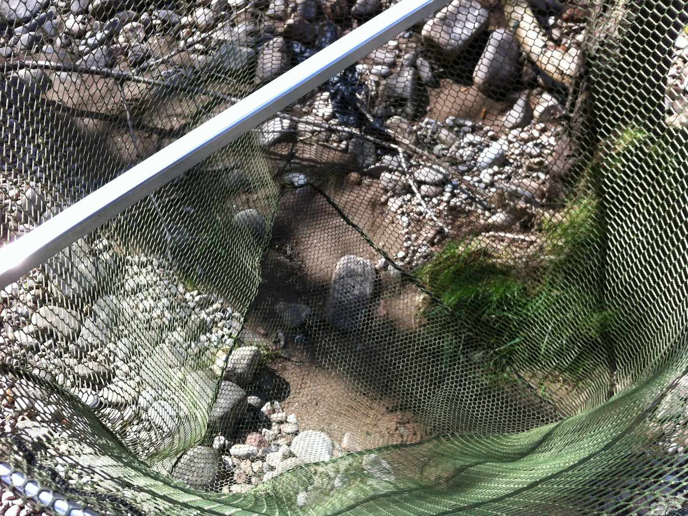 Look at this soft fine mesh landing net bag material which protects and supports all net landed fish against scale or mucous membrane damage. This landing net was an original Sharpes Of Aberdeen gye net which is easily carried over your shoulder on a leather sling while salmon fishing then easily activated when a salmon needs landing for one of our salmon fly fishing guests.