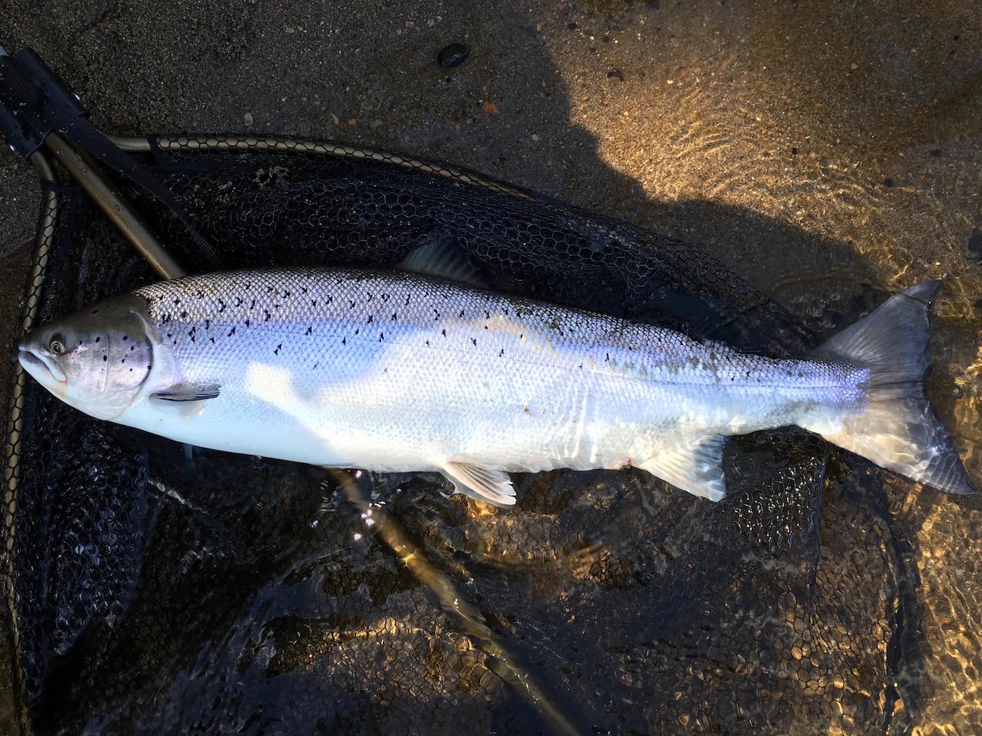 Here's another fine Spring salmon lying on the McLean landing net on the sand bar on the right hand bank of the Kinnaird Beat salmon beat's March Pool near Dunkeld. I love it when the sun pops out to illuminate my Spring salmon capture photographs. I've landed many salmon on this sand bank for salmon fishing holiday guests over the last few decades.