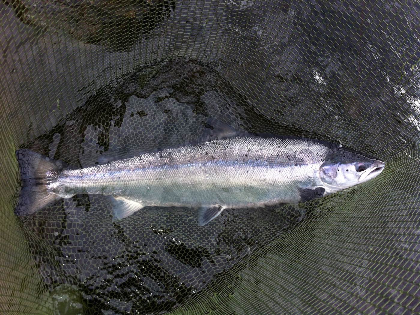 I took this picture of this beautiful perfectly shaped River Tay Spring salmon is probably my most favourite one of all time even though I've photographed thousands of salmon over my professional salmon guide career. This perfect River Tay Spring salmon I caught during the month of May near Dunkeld.