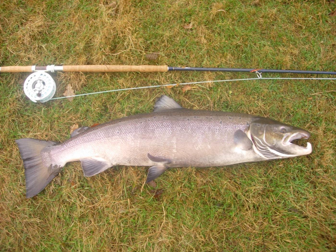 This superb Autumn cock salmon took me 50 minutes to tame on the fly rod on the Newtyle Beat of the River Tay near Dunkeld while I was serving as a professional salmon guide & Head Ghilie. With big salmon like this you just need to take your time as they cannot be rushed.