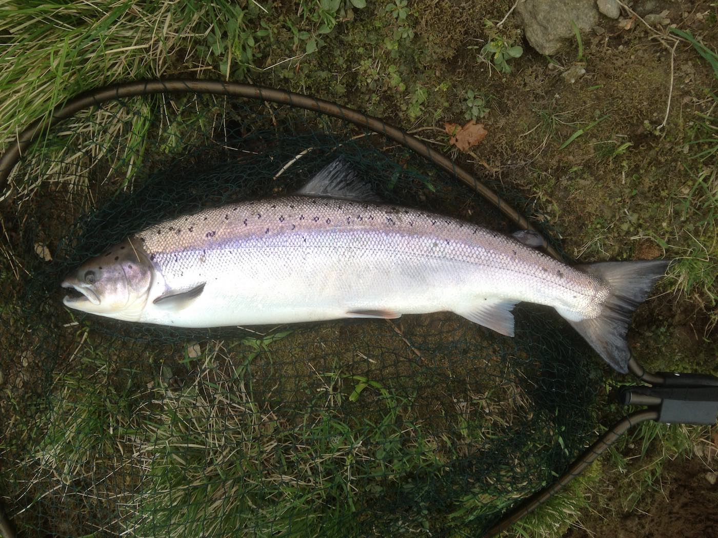 Here's a prefect wee River Tay 'springer' which was hooked and landed at the Kinnaird Beat's Rock Pool tail during February. There's not many anglers who fish the Scottish rivers in February these days even though there's always fish like this to be caught.