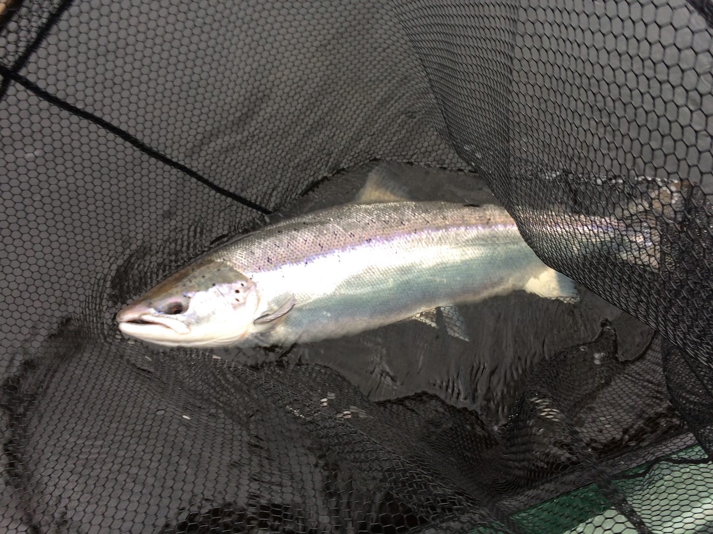This perfect heavyweight salmon was tamed from the boat at Dunkeld during March with the assistance of the professional Tay boatman. The lady angler that played this big fish was amazed as it was her first ever salmon as was her husband who had never caught a fish of this calibre! This Spring salmon was 23lbs and was quickly released to the Tay immediately after this fine shot was taken by myself as their salmon guide.