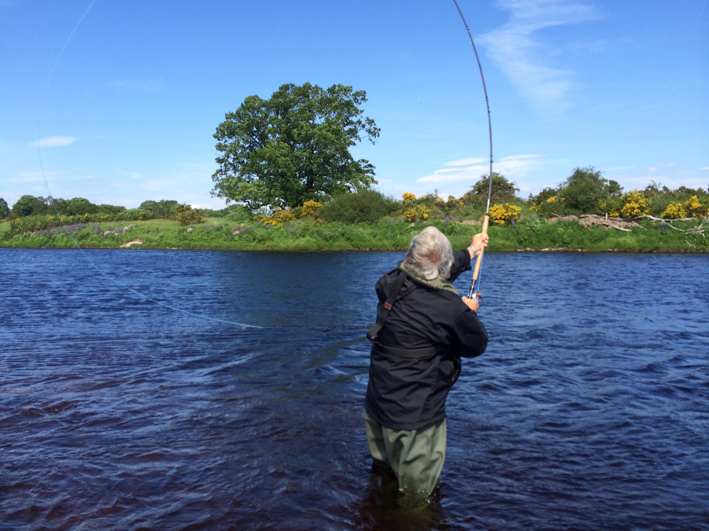 Nothing betters a perfect through actioned salmon Spey rod for delivering a consistent effortless Spey cast to the river. Look at the lovely oak tree on the far side of the river which is the marker for a good fishing area of this salmon water. This fisher was on the River Tay near the village of Murthly and under supervision of career salmon fishing guide Jock Monteith.