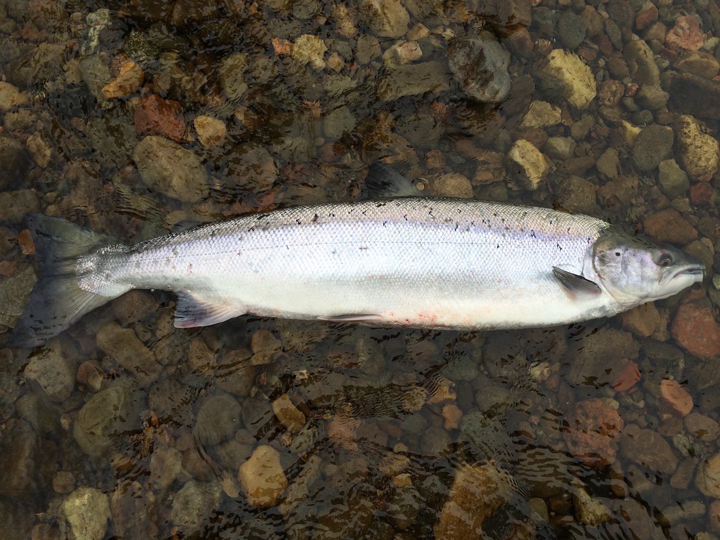 Here's a fresh run Summer salmon displaying red running marks on its belly. These marks are due to the salmon powering up over shallow gravel during periods of low water which are common in Scotland in Summertime. Salmon fishing guides and experienced salmon fishers know that salmon tend to move through the hours of darkness during the low water Summer months of June, July & August.