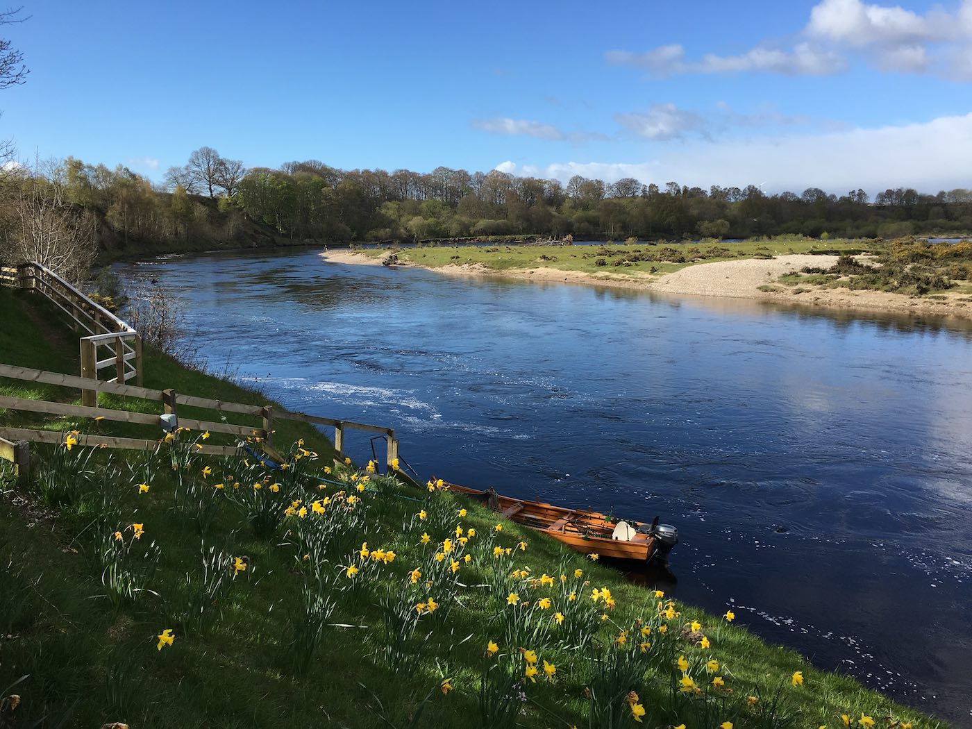 This is the neck of the Gean Tree Pool on the River Tay near the Perthshire village of Murthly. Look at the amazing carpet of daffodils that have been planted beside the boat mooring area. Often daffodils on the Scottish salmon rivers mark the Spring salmon lies for our salmon fishing holiday guests.