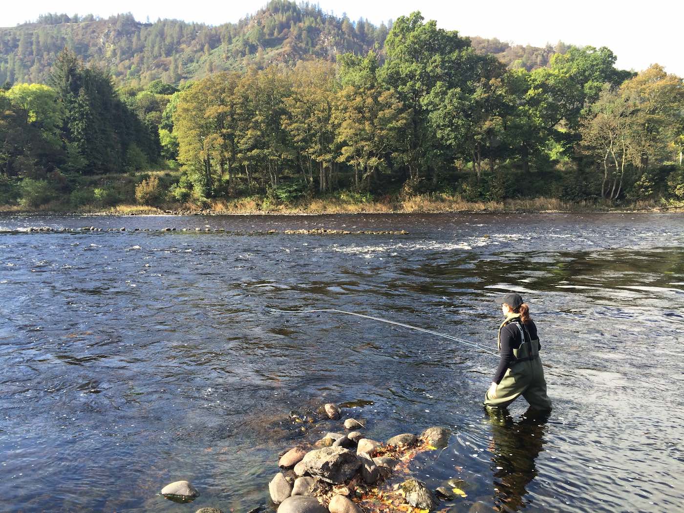 Here's a lady salmon fly fisher out covering the tail of The Trap Pool on the River Tay near Dunkeld. This fine shot was taken during May when the riverbanks were if full natural beauty mode. The light blue fly line she is working with is a full floating fly line with a sink tip on the front end to sink the salmon fly down a foot or two.