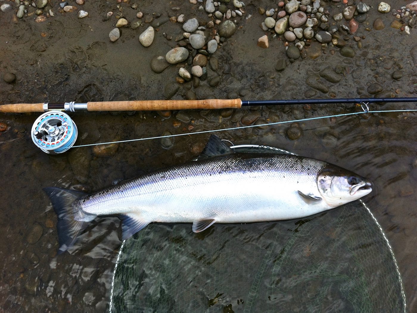 This perfectly conditioned 11lbs Spring salmon was hooked and landed by myself during May on my own designed fly line that had a 15ft type 3 sink tip added just to get the fly down a few feet. It's important to know where and how to fish your fly throughout the differing fishing seasons in Scotland based on what depth you think the salmon are holding in. This was my favourite salmon fly reel and fly rod you can see in the shot.