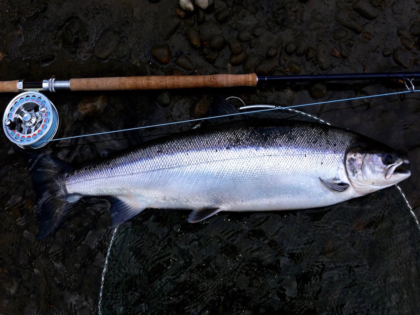 The May caught River Tay salmon was in perfect ocean run condition and was caught by myself while working as the salmon beat Head Ghillie at the neck of the Kinnard Beat's Rock Pool. This salmon fishing hot spot is located a few hundred yards upstream of the mouth of the River Tummel. This is undoubtedly a Tummel fish due to its short deep build proportions which the Tummel is renowned for.