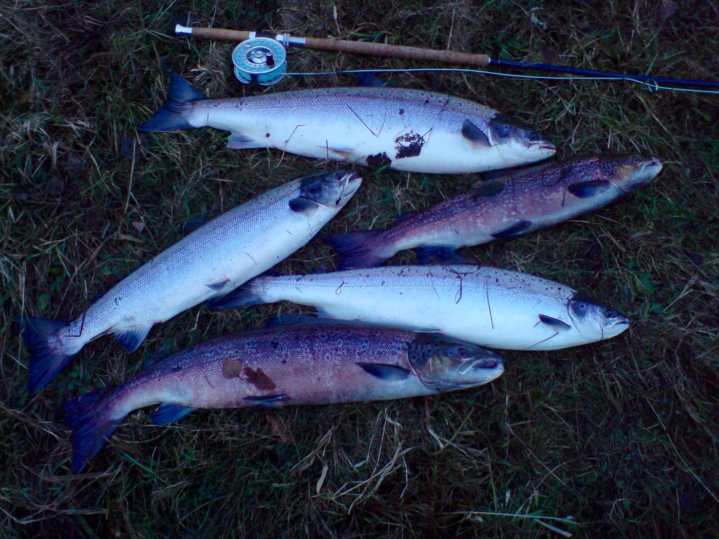 Here's the result of 90 minutes on the Newtyle Beat of the River Tay by myself as the Head Ghillie. 2 of these fish were early run Spring salmon and the rest Autumn run fish. All of them were taken to the River Tay hatchery programme as brood stock although the 2 Spring fish were brought back 2 weeks later and released to go and reproduce naturally.