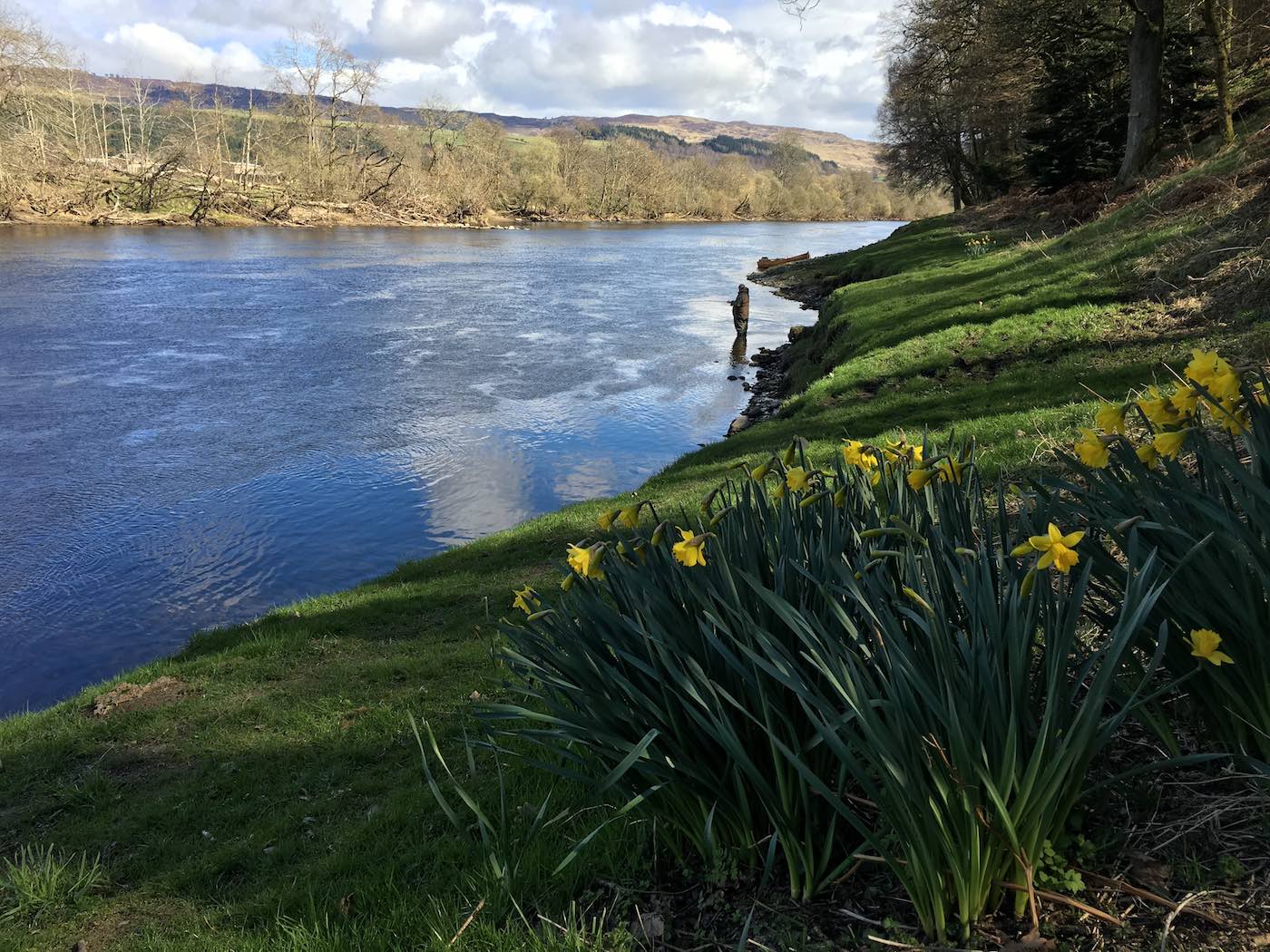 When you see a big bunch of daffodils on any Scottish riverbank realise they are not there naturally and someone has planted them there for a reason. On a salmon river that reason will almost certainly be to mark one of the salmon beat's Spring salmon lies as you can clearly see here on the River Tay near Pitlochry. These are the subtle observational markers that real professional salmon fishing guides will know and teach to new salmon fishers while being tutored.