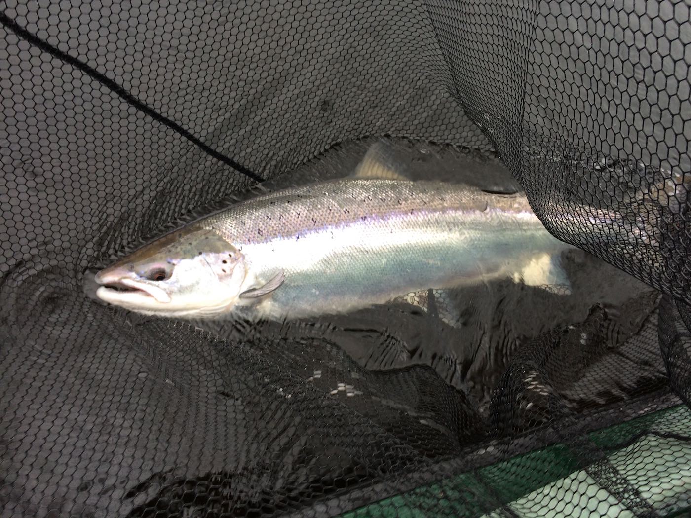This is God's finest marine creature in a salmon landing net moments before it was released back to its River Tay habitat. This fine fish was caught during late March near Dunkeld and weight exactly 23lbs. The fish took a pearly pink 4 inch Classic Tomic lure in colour code 341. These lures are ordered from Tomic Lures in Canada especially for use on the River Tay by many professional salmon fishing guides.