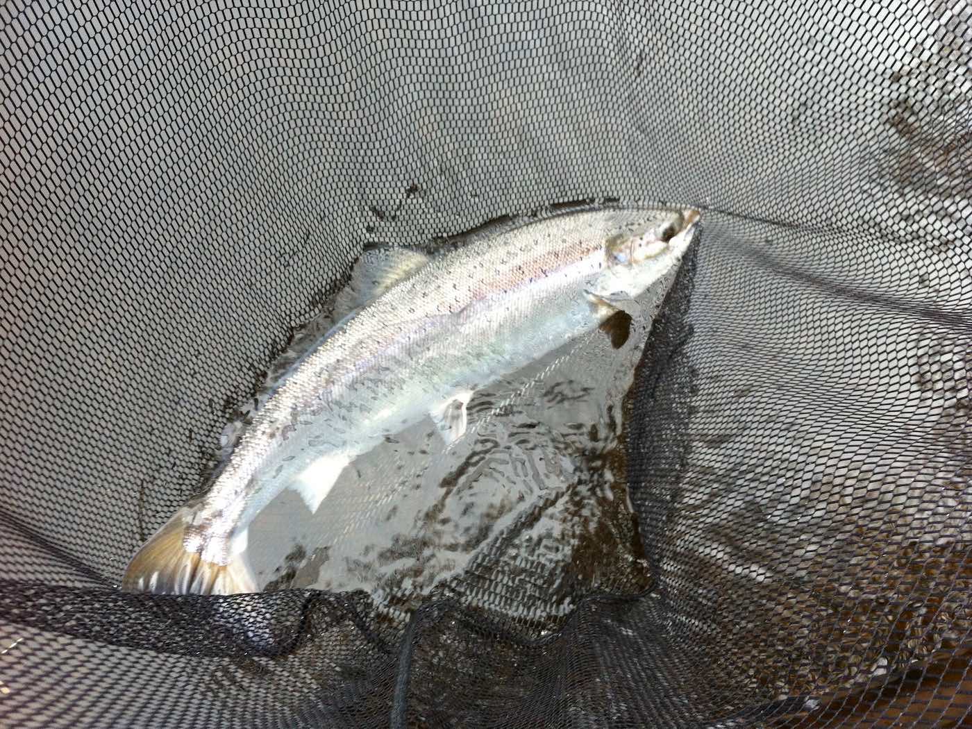 What a perfect fresh run Spring salmon this one was which I captured directly outside the Upper Kinnaird fishing hut near Logierait on the River Tay. Look at its perfect ocean hunting colours and how it shows up so magnificently against the dark Spring water of the Tay. Note the landing net being used to stabilise the fish for this fine salmon photograph.