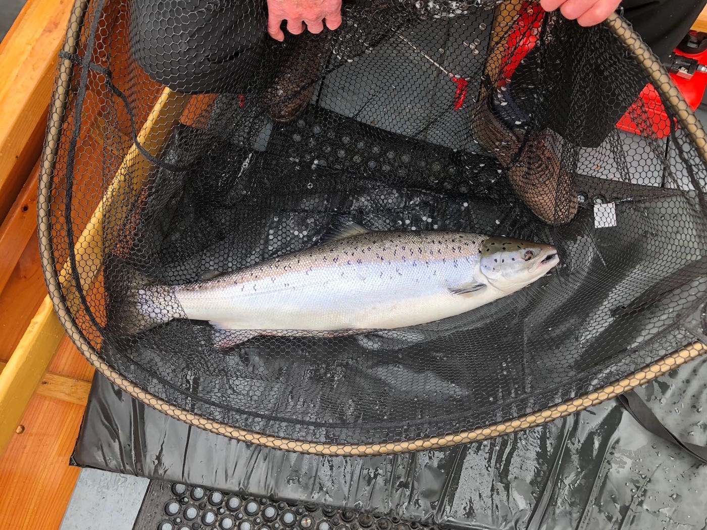 This salmon is a great example of the build and beauty of a fresh run Scottish salmon. This boat caught fish was captured on the River Tay near Dunkeld by our salmon fishing ghillie and was quickly released after this photograph was taken. Look at the salmon landing net the fish is lying in which is essential for landing and releasing salmon from the boat.