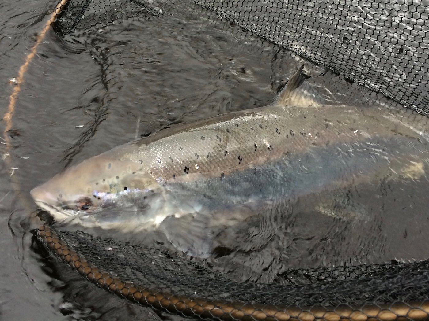 This perfect heavyweight Spring salmon was landed at Dunkeld from the boat and weighed 23lbs. This fish took a pearly pink Tomic 4 inch classic lure which is a deadly Spring salmon fishing lure. Look at the perfect marine coloured beauty of this specimen Tay salmon which was caught by our River Tay salmon fishing guide during March.