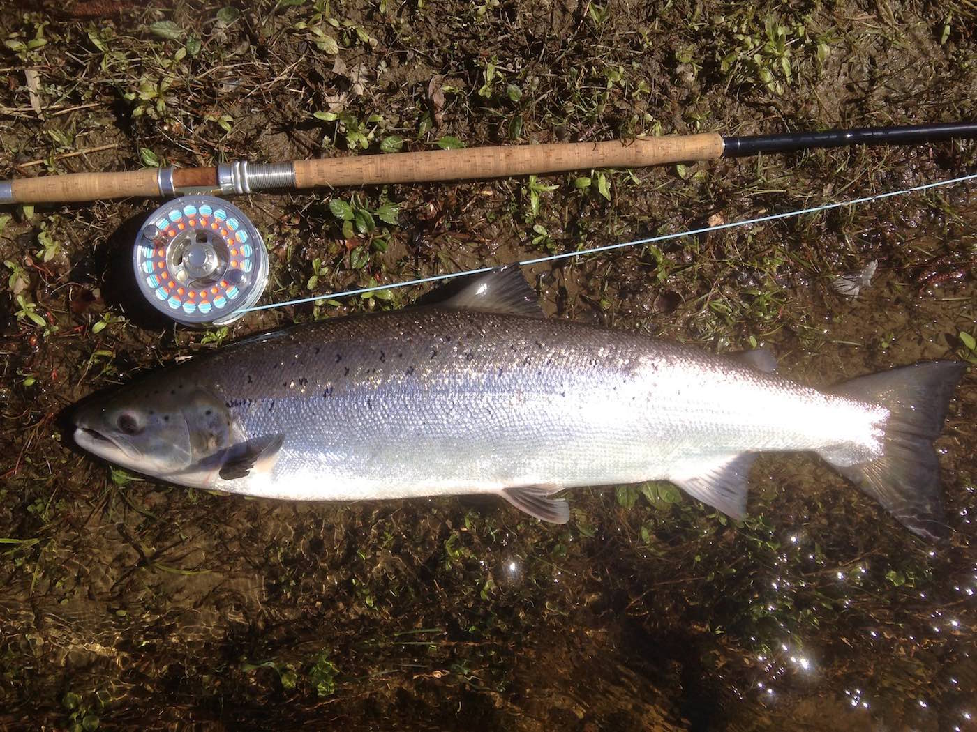 This perfect Spring salmon was caught by myself on the River Tay during late February after hours of searching the river for a fish. When you go salmon fishing it requires a solid logic backed fishing plan at the start of the day to catch salmon and this fish was the result of that type of detailed planning. Look at the perfect shimmer from this early Spring salmon's silver flanks lying beside my salmon fly reel & Spey rod.