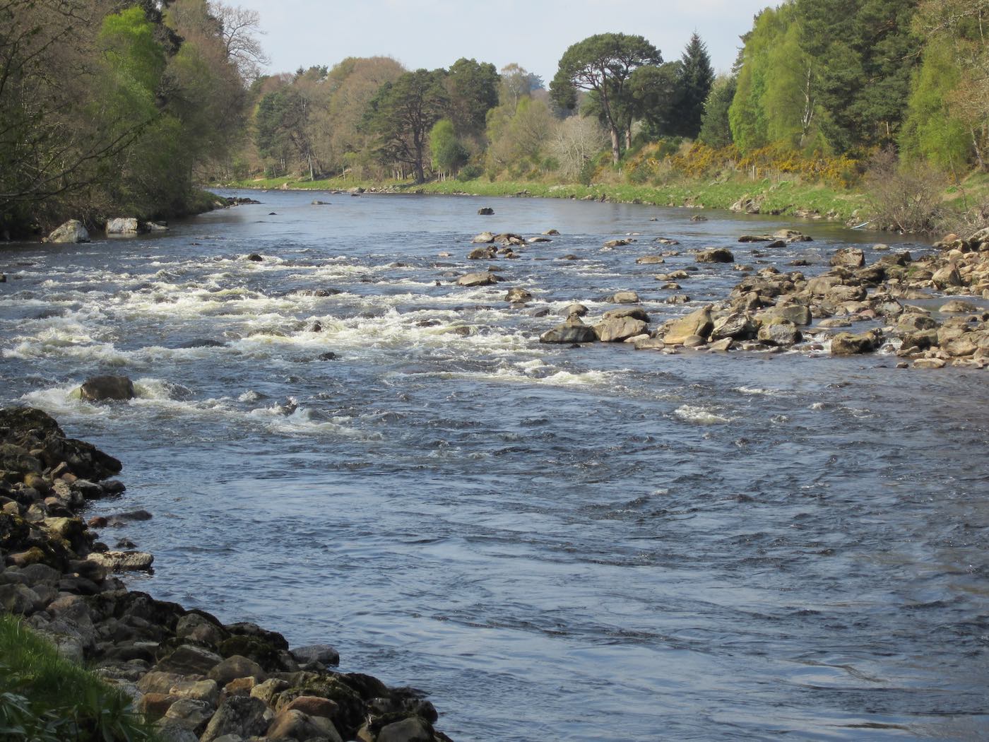Here's a shot from the famous Lower Blackhall salmon beat of the River Dee which is slightly upstream of the Aberdeenshire town of Banchory. This area of the Dee Valley has some of the best salmon fly fishing beats on the entire river and many of our River Dee salmon fishing guides host our guests in this middle area of the River Dee.