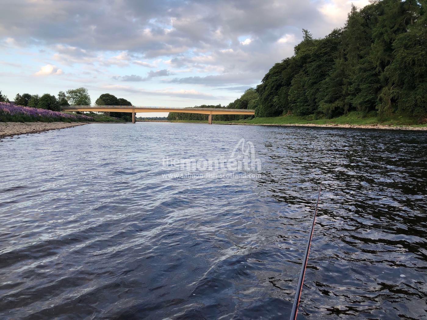 The Tail Of The Boat Pool is where the Glendelvine Bridge spans the River Tay. There used to be an old iron railway bridge slightly upstream of this new bridge. You can still see the old submerged railway stanchions on the river bed on the upstream side of the new bridge. The dark wooden side of the river you can see in this downstream photograph is one of my favourite River Tay salmon fishing areas.