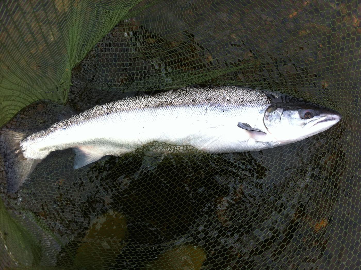 Here's a perfect fresh run Summer salmon which one of my fishing trip guest's caught near Pitlochry on the River Tay while I was working as his salmon fishing guide. This fish took a small deep fished salmon fly and put up a great fight before being drawn to the fine green meshed landing net that you can see behind the salmon.