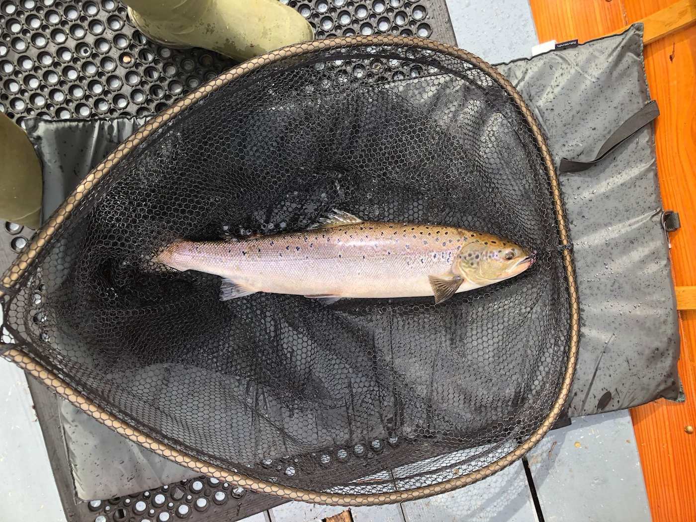 Another fine River Tay salmon is landed at Dunkeld on the River Tay by our salmon guide. This fish was caught on the fly from the boat which is a great method for salmon fishing success on the middle stretches of the Tay. You can see fish friendly landing net mesh and a soft padded landing mat being used which is important to protect the salmon prior to release.