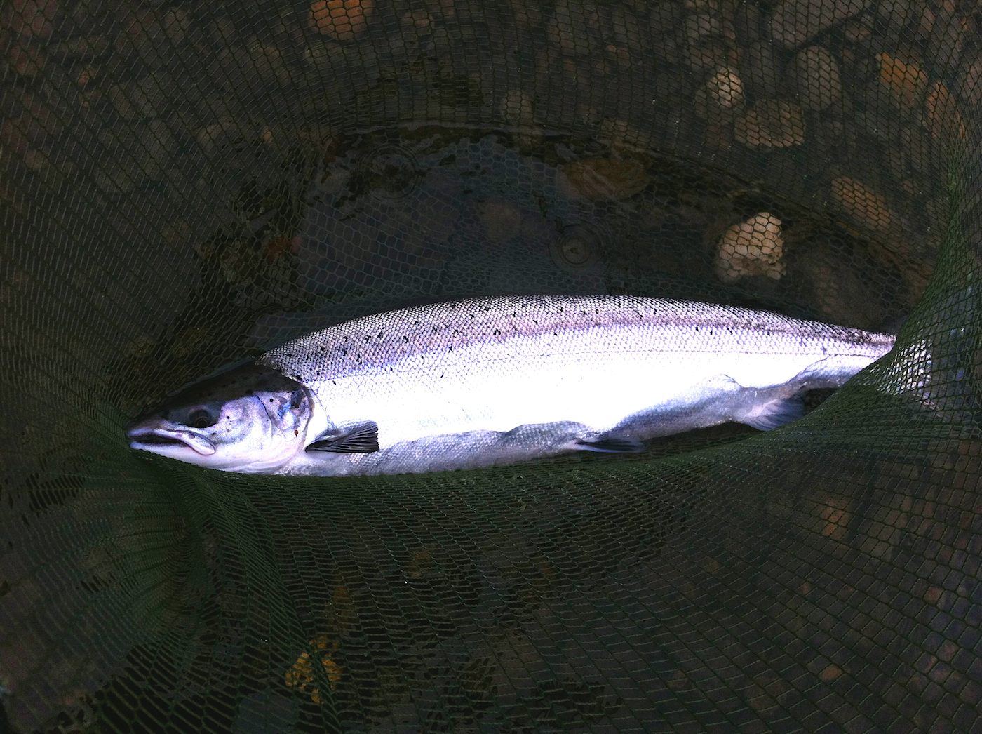 Look at the shape and colours of this perfect marine feeding machine! This is a Scottish Spring salmon which was captured on the River Tay near Dunkeld during January. This fish fell to a carefully presented tube fly in the higher Spring water level even though most Tay fishers wrongly think spinning is the best method at that time of year. This fishing was captured by one of my salmon fishing holiday guests while I was assisting him as his personal fishing guide for the day.
