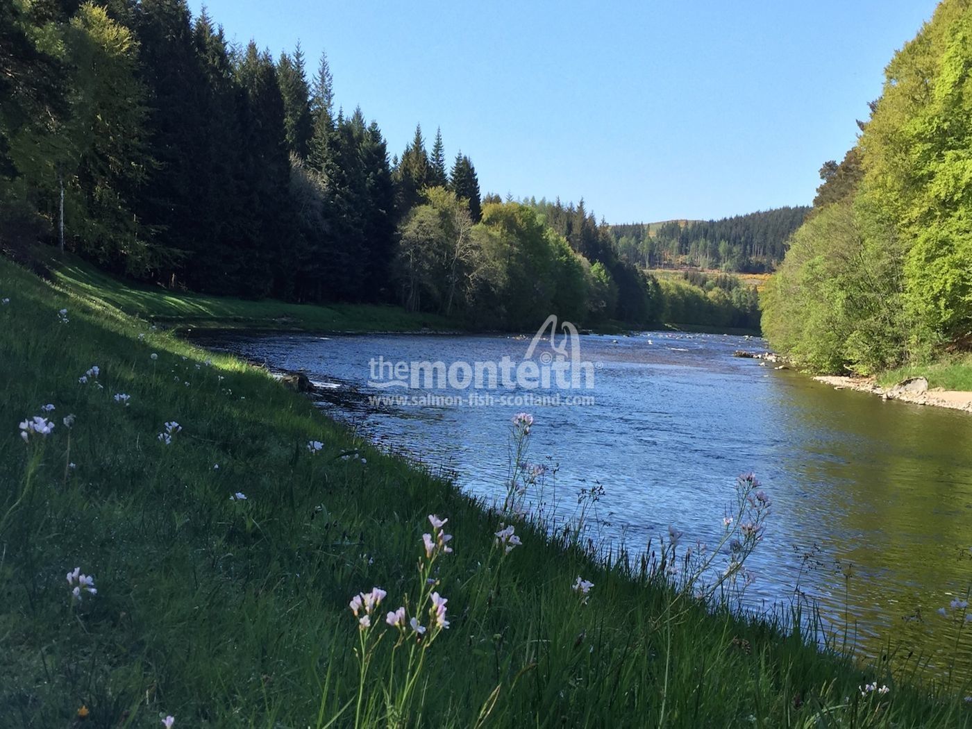 The River Dee is beautiful throughout the Scottish seasons as you can see here. This lovely riverbank shot was taken during late Spring on the Upper Blackhall salmon fishing beat which is a popular destination for our Scottish salmon fishing holiday guests.