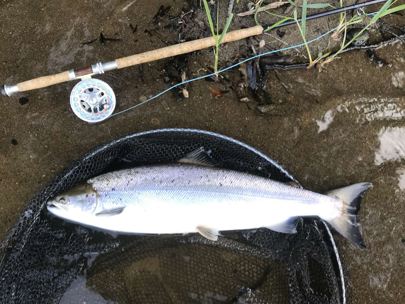 Hooking one of these muscle bound Spring salmon is one skill but knowing exactly how to play the salmon correctly is a completely different discipline. This perfect 'Springer' was captured and quickly released on the River Tay by one of our salmon fishing holiday guests during late May near the Perthshire town of Dunkeld.