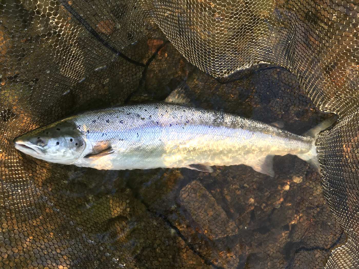 Here's the ultimate Scottish rural pursuit challenge. This is the capture of a perfect River Tay salmon on a fly rod which is easy to say but not easy to achieve without astute tactical awareness, casting skills and patience. This salmon was caught at sunrise by one of our River Tay salmon guide team members during late July.