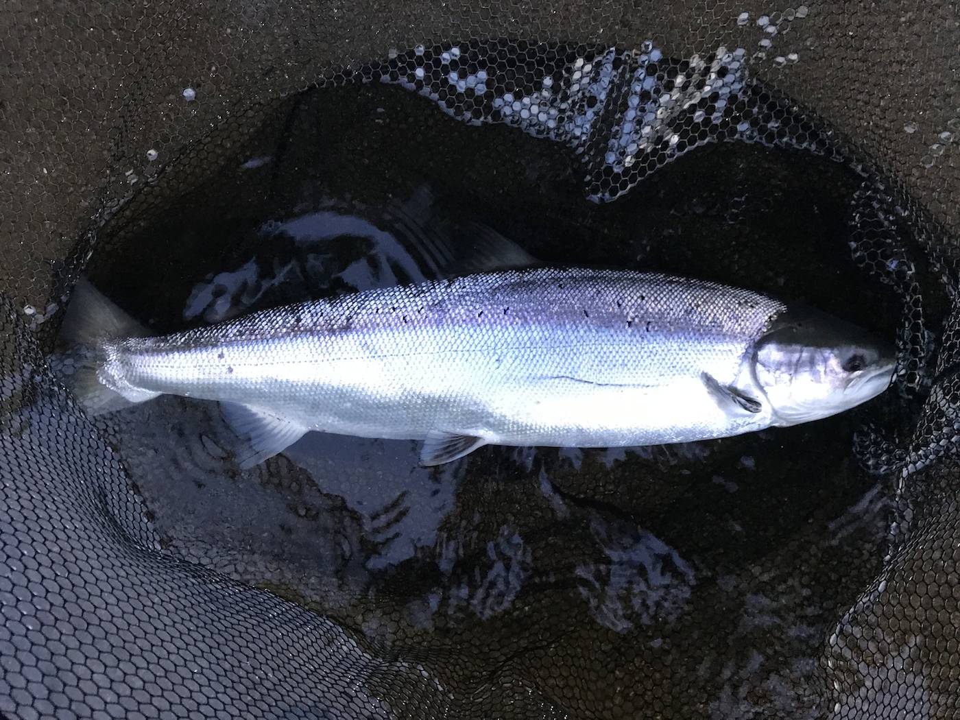 Spring salmon are the real prize in Scottish salmon fishing due to their perfect physical condition and powerful fighting qualities. The river Tay, Tweed, Dee & Spey all have a run of these special creatures between March & June so if you're planning a salmon fishing trip to Scotland try to make it while these Spring salmon are in the river. This perfect example of a Spring salmon was caught by one of our River Tay salmon fishing guide team members.