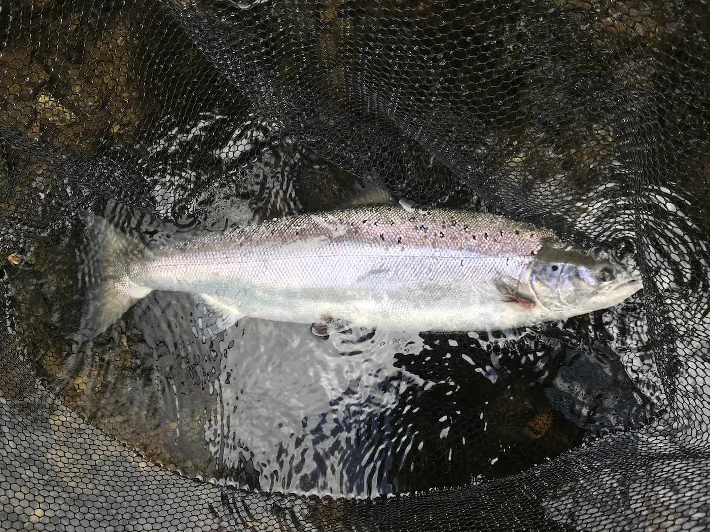 Book a professional River Tay salmon guide to show you how to place one of these special fish in the landing net and apply your salmon fight footage to Youtube! Look at the deep set build of this perfect salmon as it lies in the landing net before its release back to the river. This perfect fish was caught by one of our fortunate salmon fishing trip guests during the month of May.