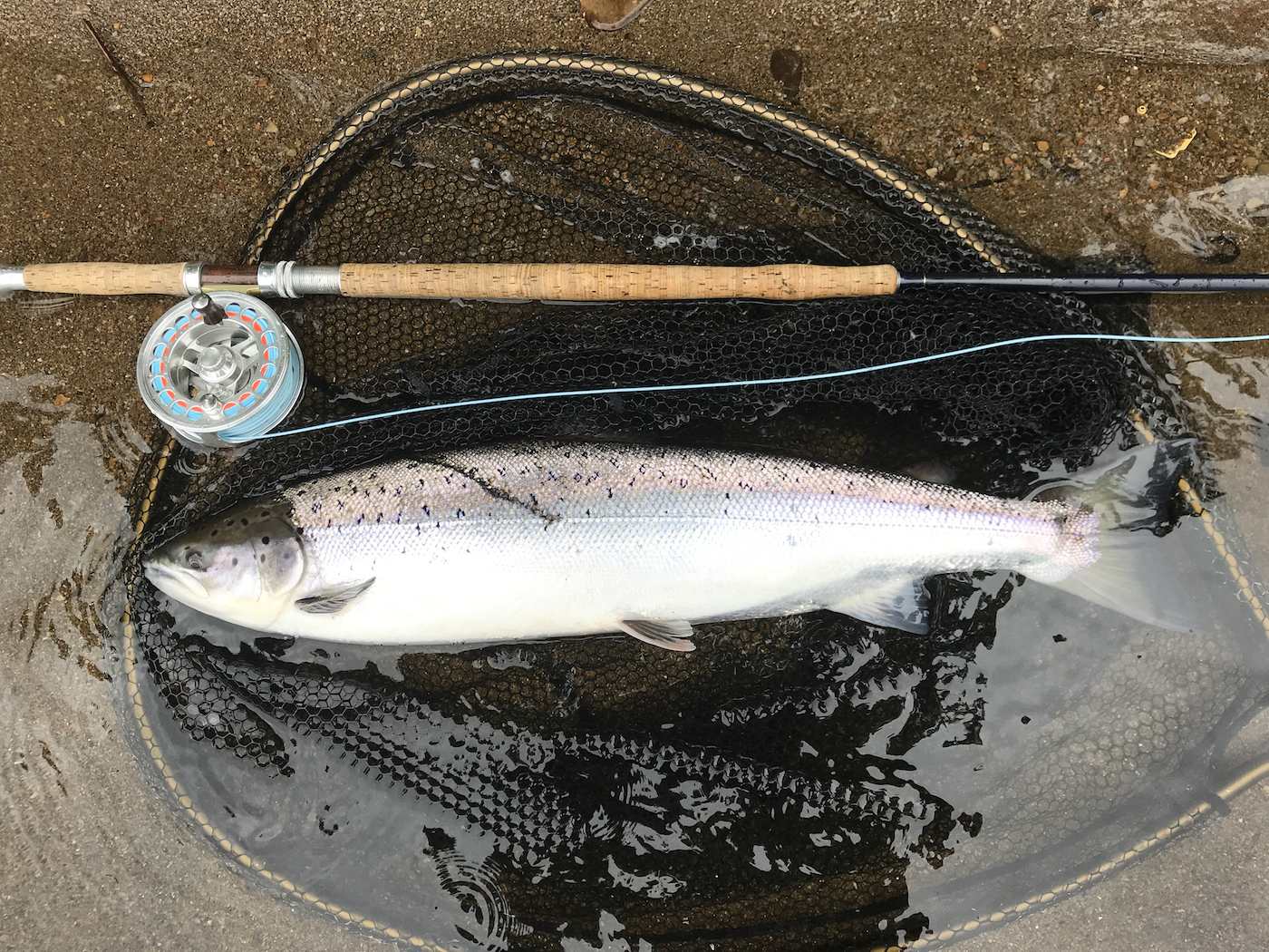 Here's a fine fresh run salmon from the River Tay which was caught near Dunkeld by one of our salmon fishing holiday guests. Catching salmon like this is exciting when taken on a fly rod and every salmon fight experience is exciting. The Tay is just over an hour away from Glasgow to so easily accessed by car.