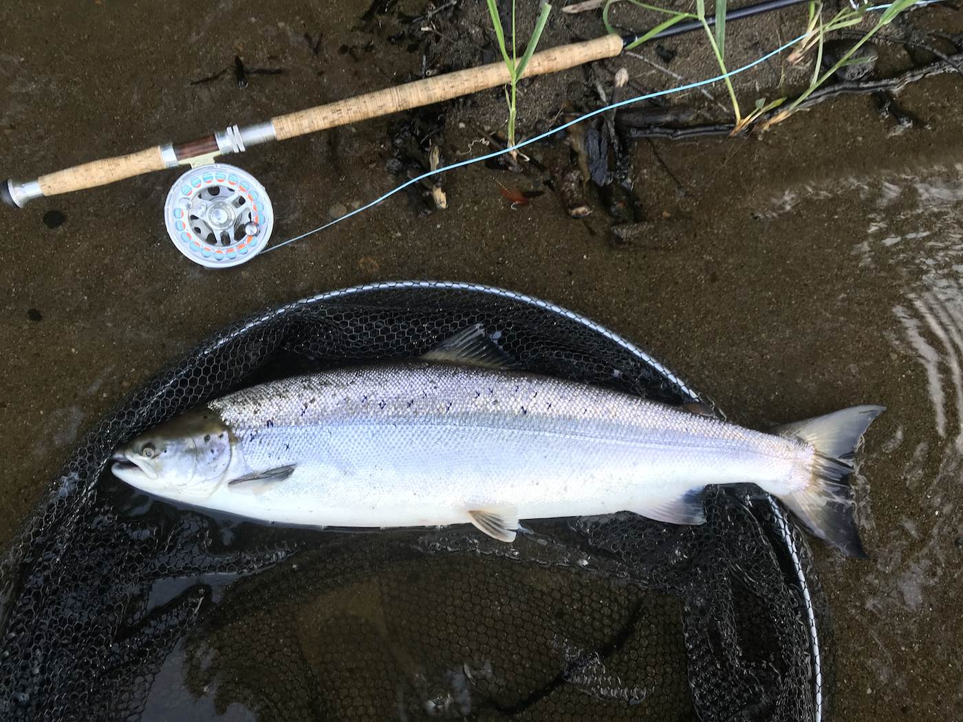 If you look closely at this perfect Spring salmon you'll see the little piece of arctic fox tail that was responsible for luring it from the depths of the River Tay. If you choose the correct salmon fly pattern and learn how to fish it effectively this is the end result. I caught this perfect Spring salmon while working as a salmon guide on the Tay.