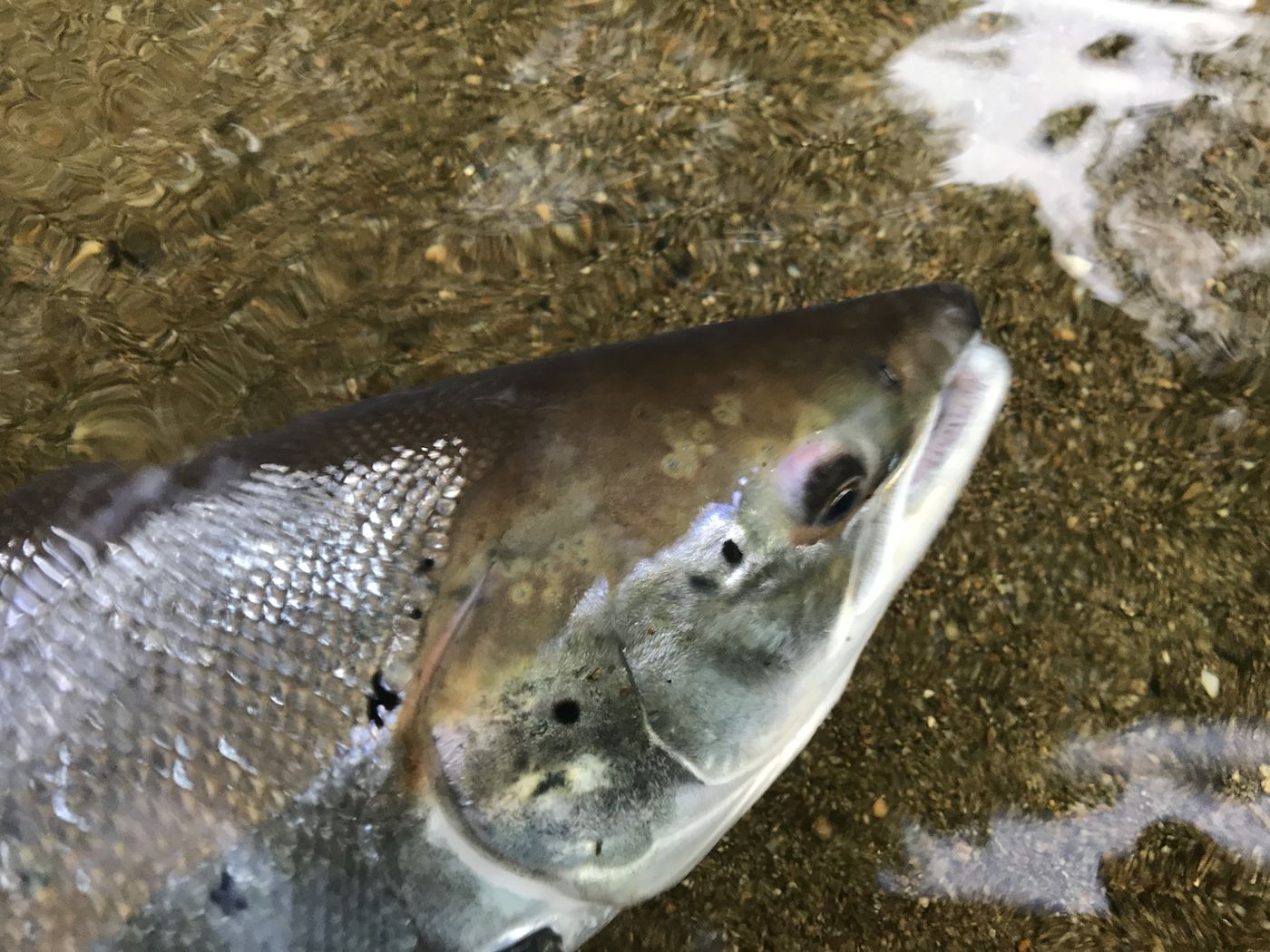 Look at this and tell me you cannot see the nose of an astute marine predator. This is a River Tay Spring salmon that was captured near Dunkeld during the Spring month of May which is a great fishing time on the Tay. I caught this salmon opposite the mouth of the River Tummel where it enters the Tay while I was off duty as a River Tay salmon guide.