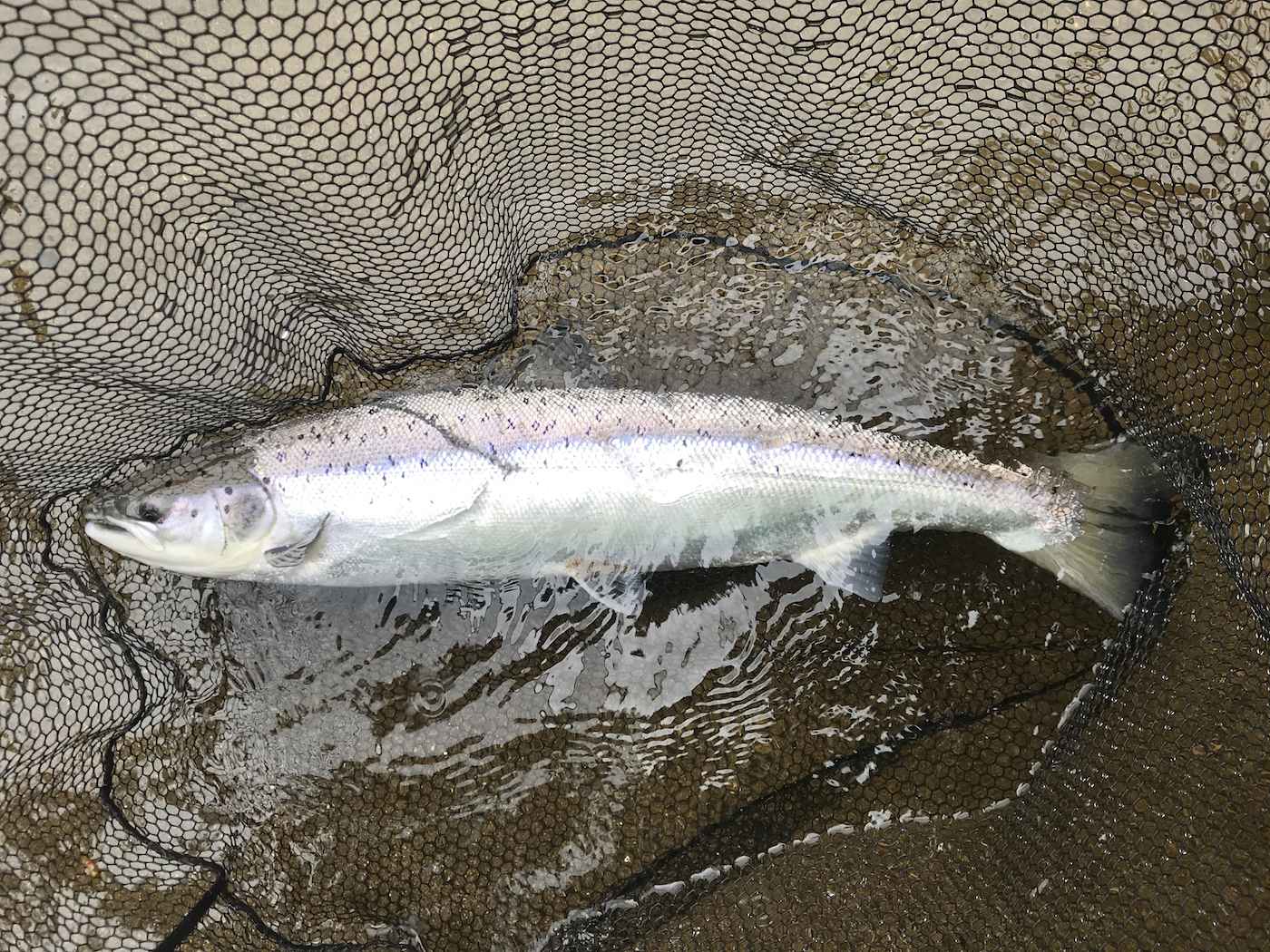Here's a perfect example of God's finest marine creature the Atlantic salmon. These fish are amazingly powerful and awesome to look at once your skill levels are high enough to place one in the landing net for a close up inspection. This fine specimen was caught near Pitlochry on the River Tay by one of my salmon fishing trip guests.