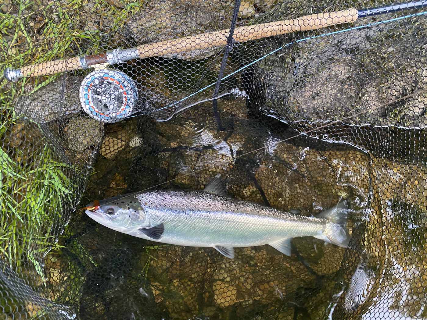 Look at the lovely condition of this little Summer salmon which are referred to as grilse. This was one of 4 fish landed that day but was by far the most beautiful to observe. Catching salmon like this on the River Tay is great fun and super exciting when a salmon takes your fly. This grilse was caught by one of our fishing guests assisted by myself while serving as their salmon fishing guide.