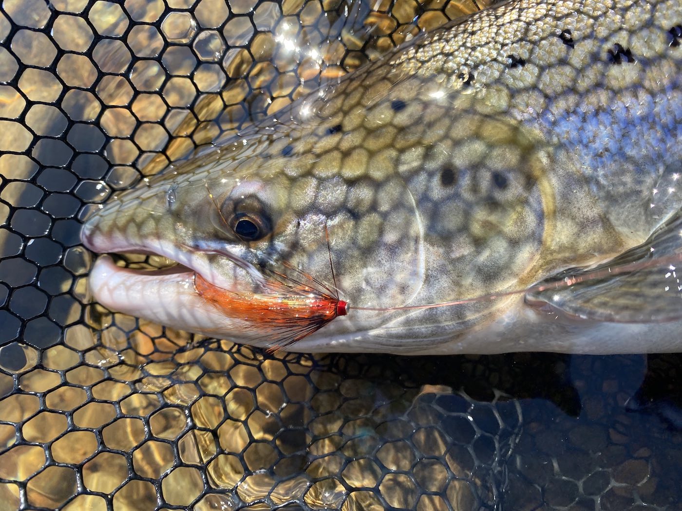 Don't be a 'launch & hope' specialist and adopt salmon fly thought mentality as to your fly's speed & depth as that's what will give you a huge advantage while fishing for salmon anywhere in the world.  This lovely River Tay salmon was caught with a perfectly controlled Jock's Shrimp salmon fly near Dunkeld. This shot was taken while the fish was lying in the landing net prior to unhooking and its safe release back to the river.