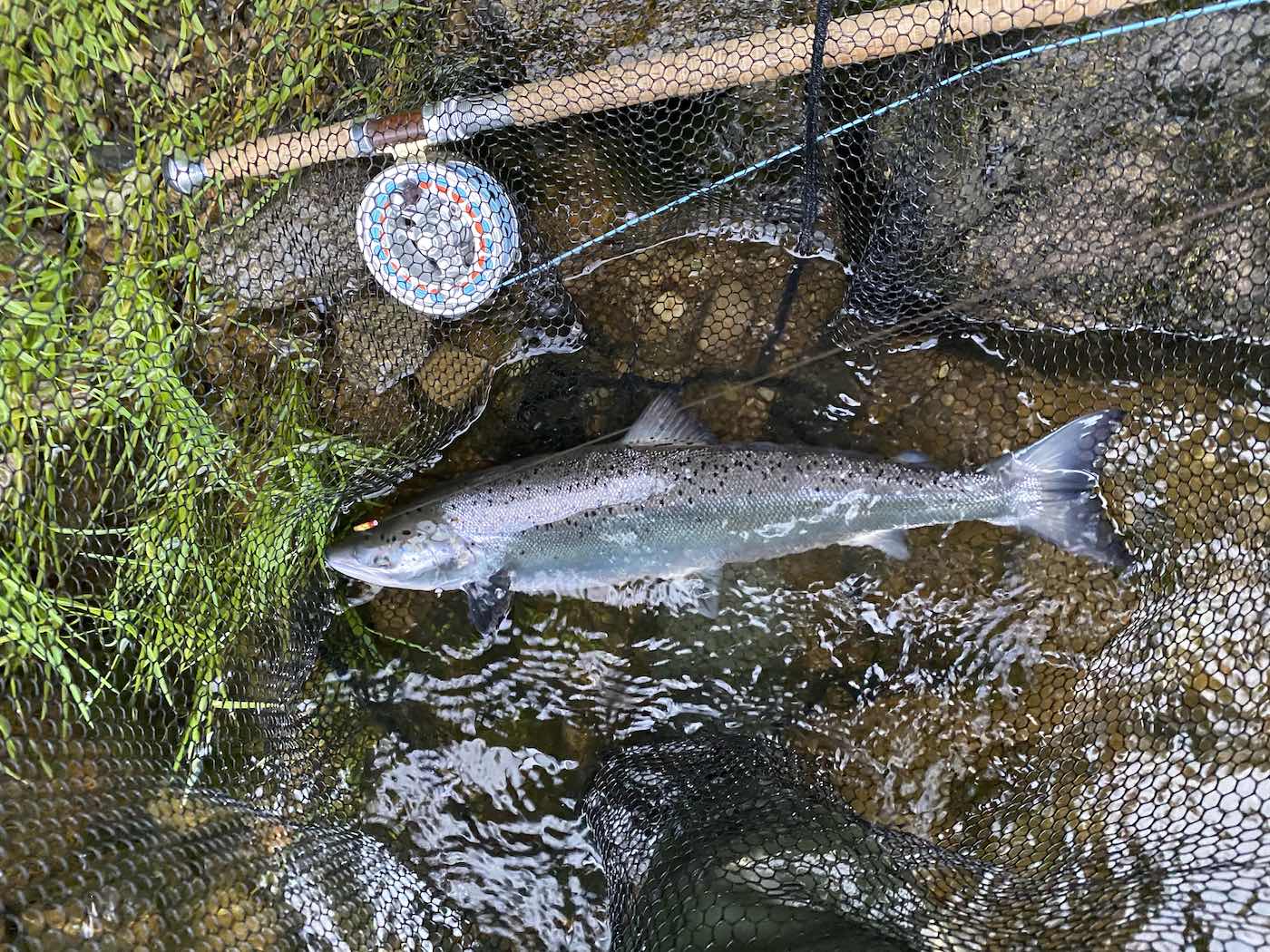 It's always good practise to take a quality photograph of any salmon you catch for the beat ghillie to see and for social media. Capturing a great photo of your fish also doubles up as a perfect reminder of a special fishing moment. This fine fish was caught at the March Pool on the River Tay near Dunkeld. That's my own Monteith salmon fly rod and Van Staal salmon fly reel in the shot.