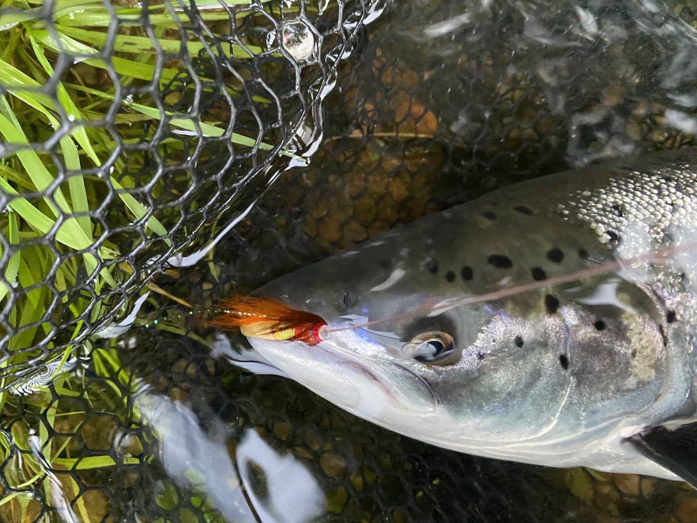 Here's a salmon with a mouthful of the deadly Jock's Shrimp salmon fly. This fish was caught near Dunkeld on the River Tay during July and is a good evidence of just how effective this salmon fly pattern can be. Tie one of these salmon flies onto your leader and watch what happens!