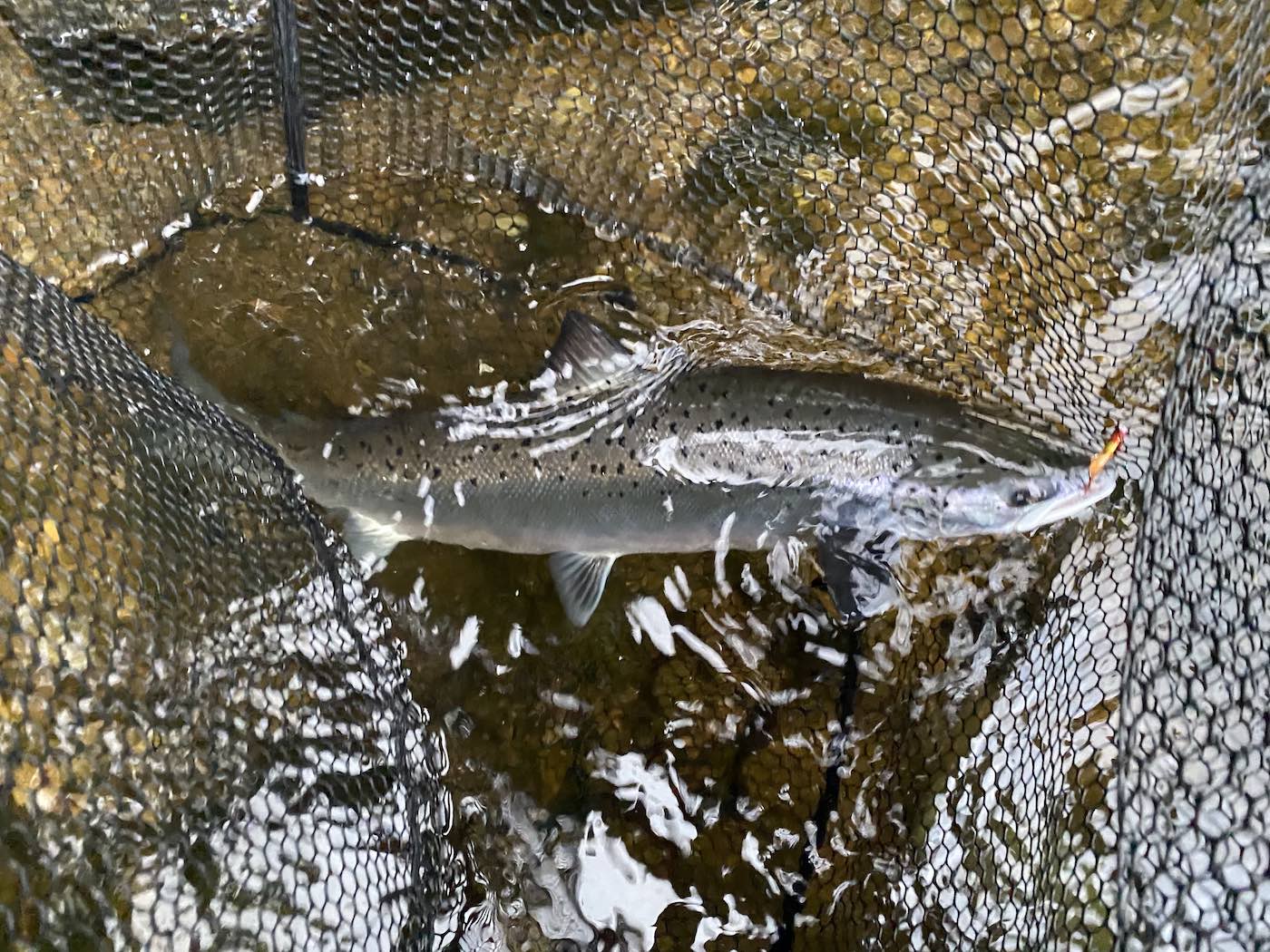 If you've hooked your salmon correctly and played the fish properly then managed to steer the fish to a quieter area of the salmon pool then the landing stage is nothing more than drawing the fish over a pre-sunk landing net then simple lifting the net as you can see here.