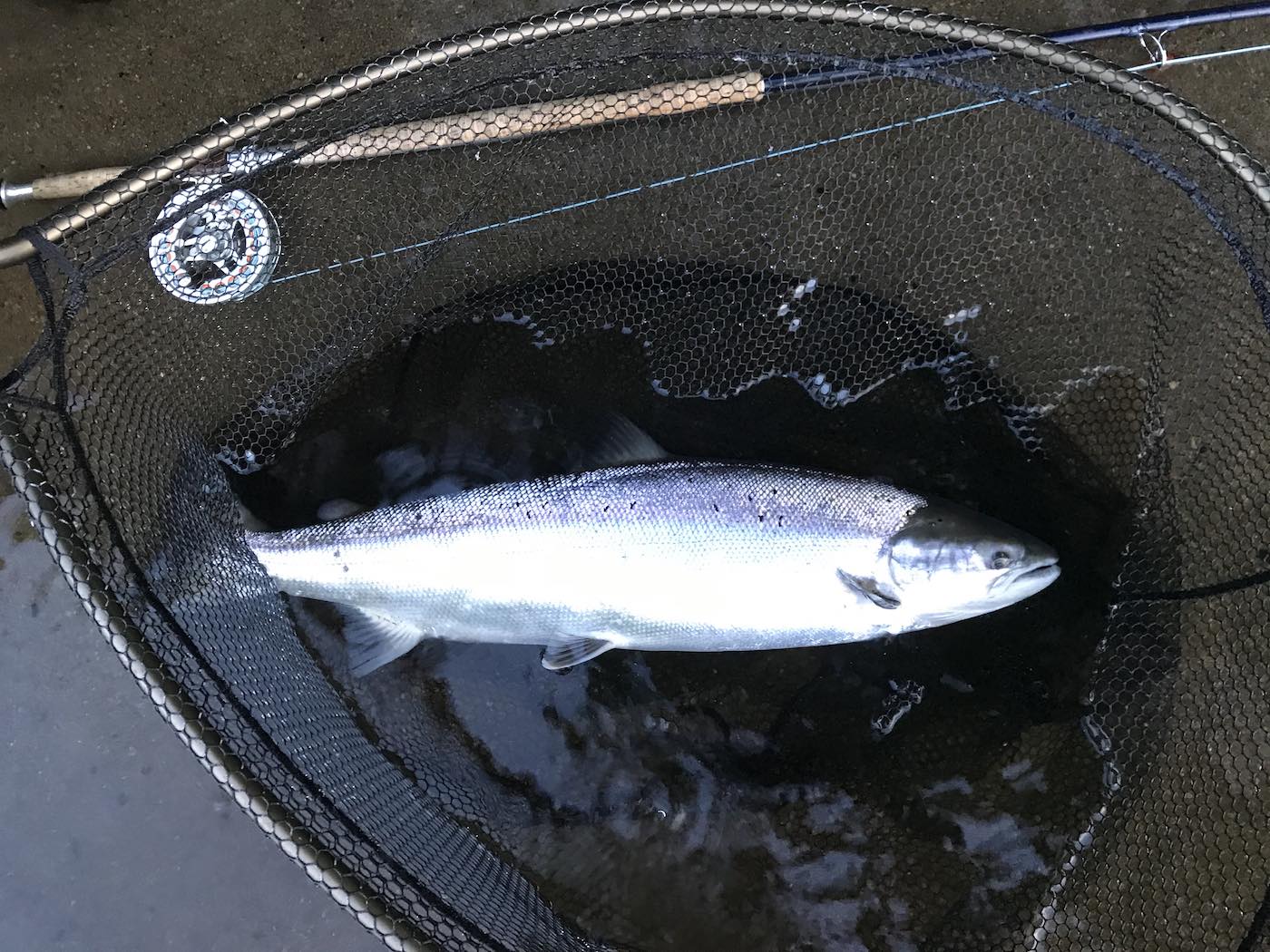 Here's the perfect end result of a carefully presented River Tay salmon fly in the middle area of the Tay Valley near Dunkeld during May. Look at the physical perfection of this salmon and it's no wonder these Spring run fish are the most highly regarded of all the Scottish salmon runs. The fish is in the landing net beside my salmon fly rod & reel.