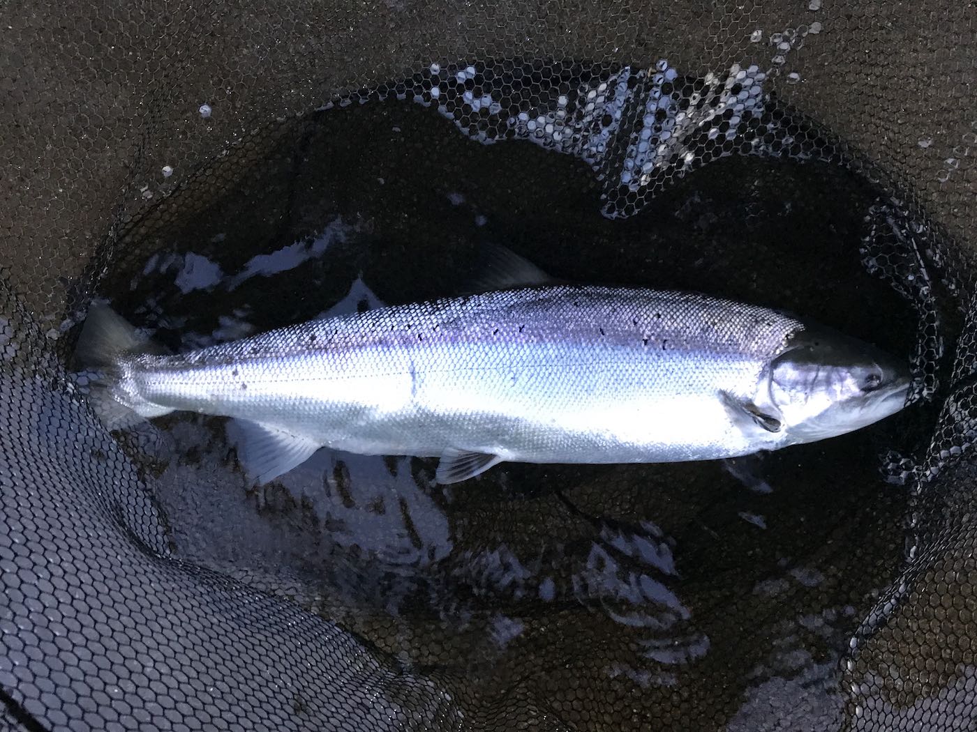 Here's a late May example of a fresh run River Tay caught Spring salmon which was captured on the Kinnaird salmon beats near Dunkeld. This is the most sought after salmon of all and it's a delight to land a fish like this on a 15ft salmon fly rod. 