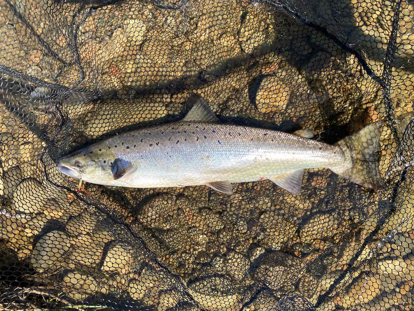 This fine fish was caught on the River Tay in June which is located close to the Perthshire town of Dunkeld. Look at its perfect silver flanks which indicate the salmon is fresh run and has only been in the river for a few days.