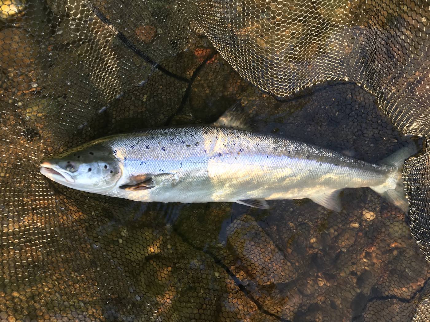 This  fish was caught at sunrise on the River Tay near the Perthshire town of Dunkeld. This salmon weighed 14lbs and took a small fly at 7am just as the sun was rising. You can see the glimmer of light on the silver flanks of this fine fish as it lay in the landing net prior to its release.