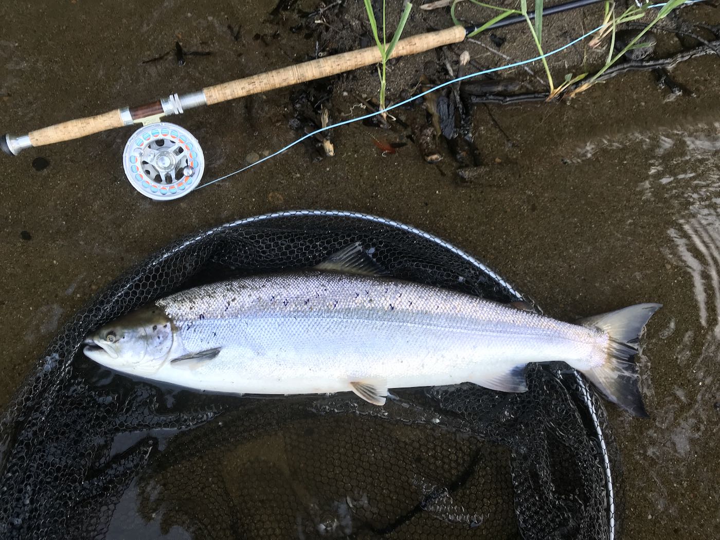 I can vividly recall the amazing thrill of landing this perfect fish during late May on the River Tay near Pitlochry in Highland Perthshire. Spring salmon in Scotland are always in perfect condition like you see here as this salmon lay beside my salmon fly rod and reel in the landing net before I released it back to the river.