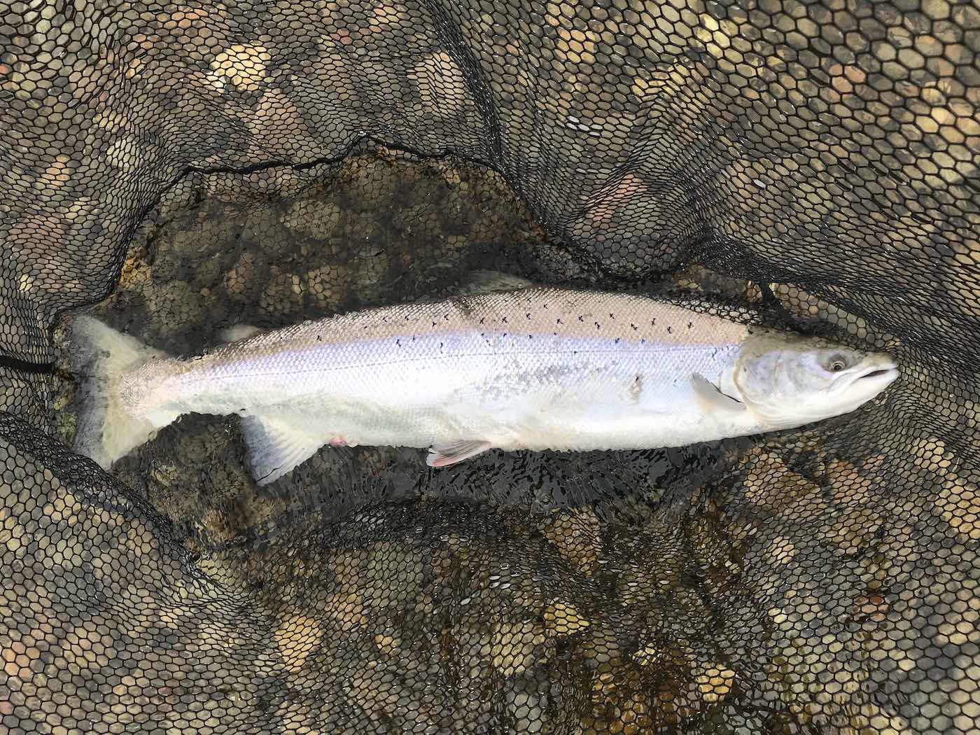 The most famous of the bigger Scottish rivers are the Tay, Spey, Dee & Tweed and this perfect fish of around 14 lbs was caught on the fly on the River Tay during July near the Perthshire town of Dunkeld. Look at the perfect deep bodied build of this perfect salmon as it lay in the landing net prior to being released.