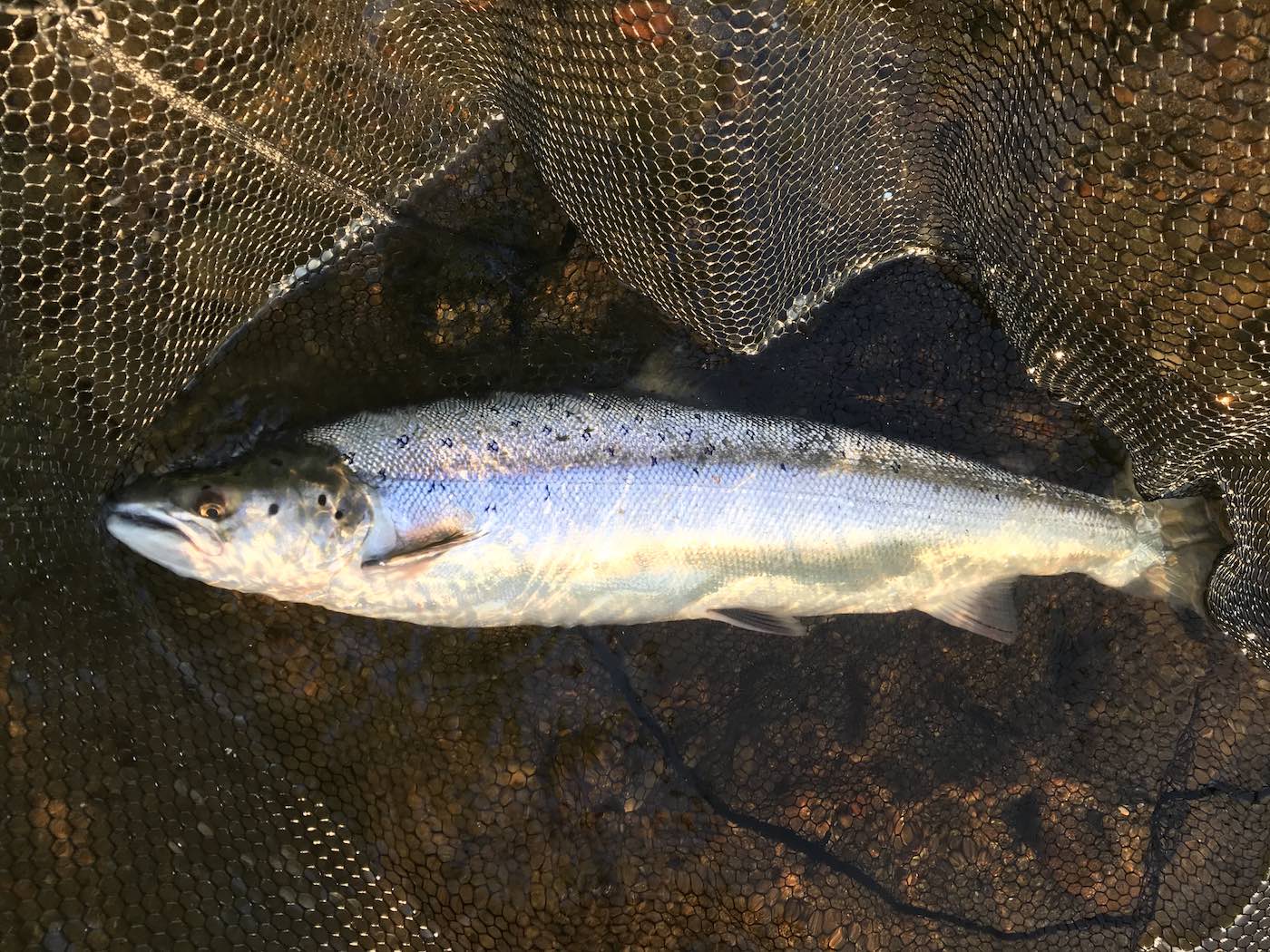 This perfect fish was one of 3 fish landed at sunrise on the River Tay during early June on a size 9 Jock's Shrimp salmon fly pattern fished off a floating line with an added 15ft sink tip section. The Tay often produces special moments for those astute enough to know how to fish it effectively. The Tay is Scotland's most accessible salmon river and less that 90 minutes from both Edinburgh & Glasgow.