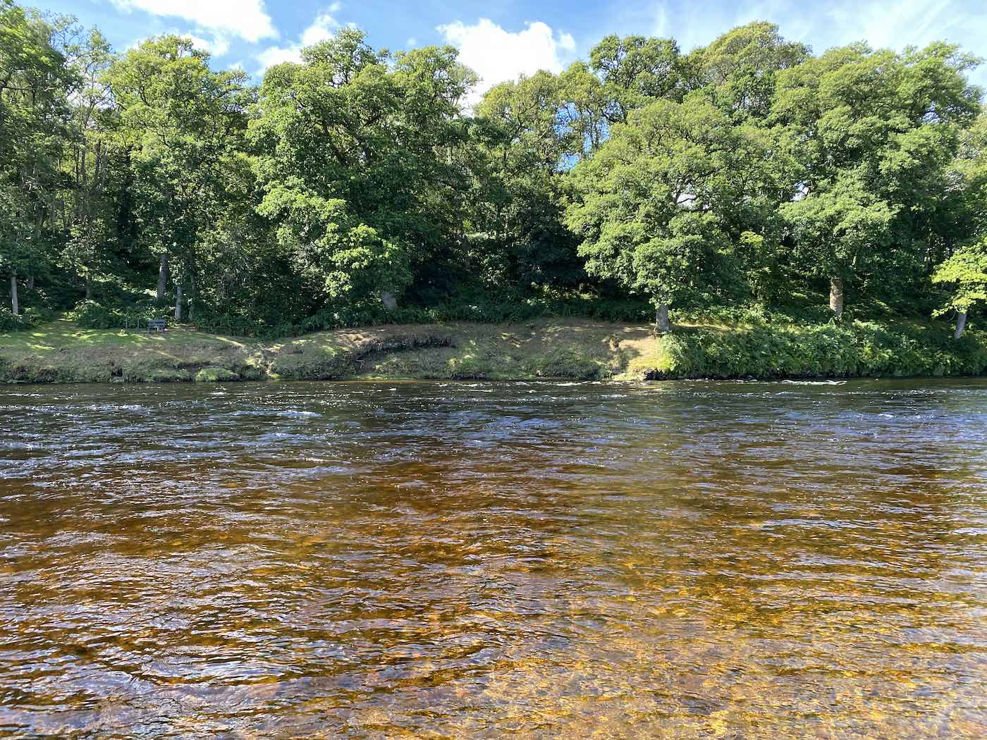 Here's my favourite River Tay salmon fishing pool near Dunkeld in late Spring. This is the March Pool on the opposite side of the river which is shrouded in these lovely riverside oak trees. Look at the perfect tapered riverbed that leads over to the deep salmon water. I have assisted many salmon fishing guests to catch salmon on this fine pool over the years while serving as their salmon fishing guide.
