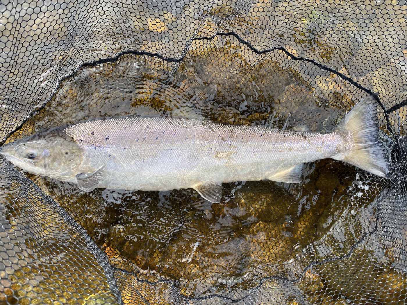 Here's a lovely Summer salmon which took a fly in the neck of the Mike's Run Pool of the River Tummel which is a tributary river of the River Tay in Highland Perthshire. Look at the perfect proportions of this fine fish. This shot was taken moments before the fish was released from the landing net.