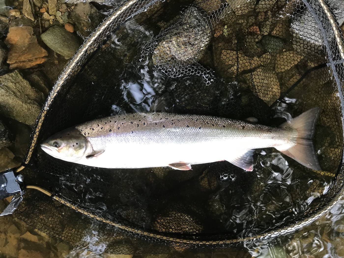This fine Scottish Summer salmon is lying in the fine meshed McLean 32 inch landing net on the riverbed cobble stones in the shallow water margins. A salmon fishing holiday guest of mine was the fortunate salmon fisher who hooked and landed this salmon on the River Tay near the mouth of the River Tummel while I was working as his personal salmon fishing guide. 