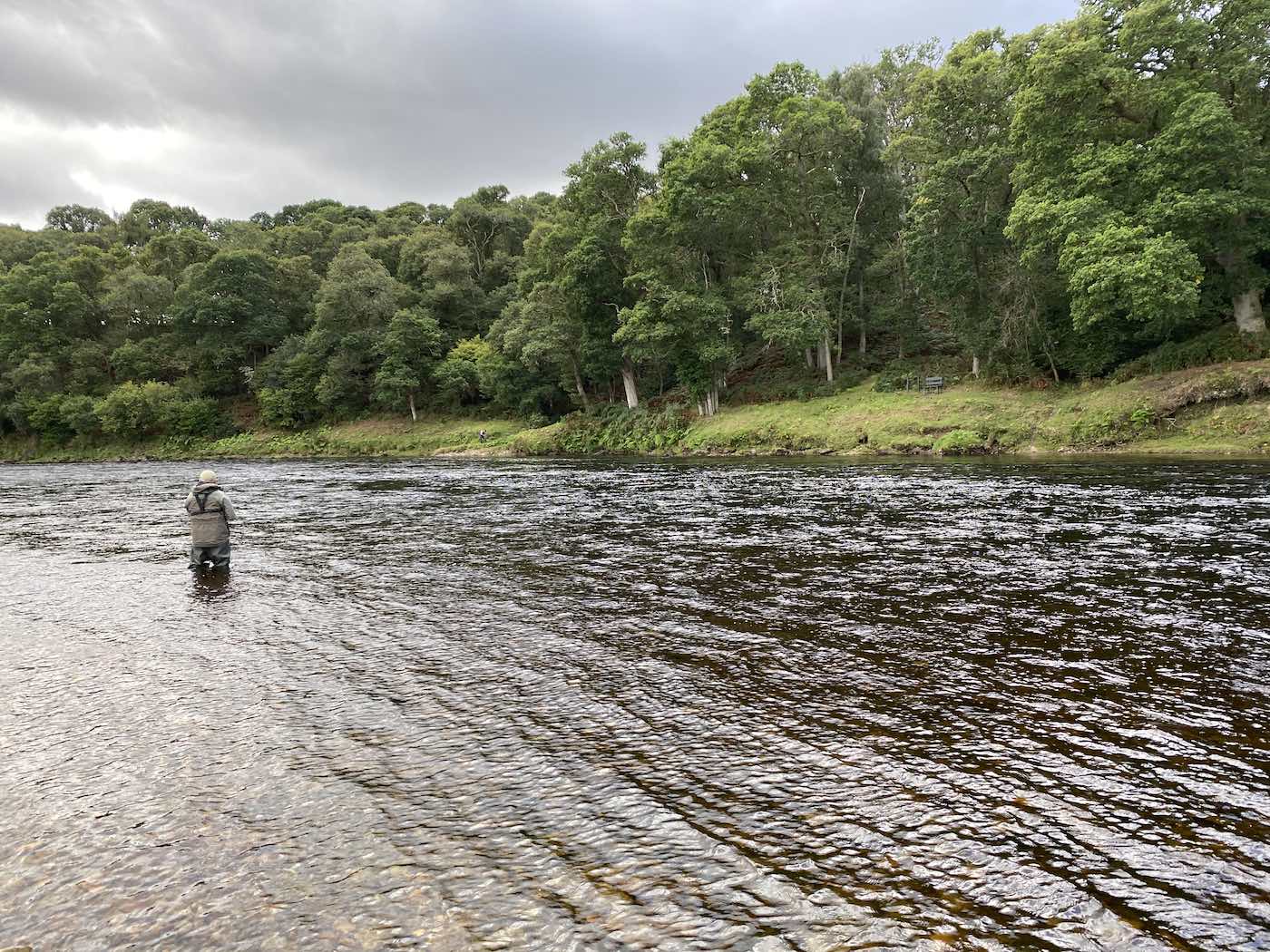 This is a River Tay guided salmon fishing guest out fly fishing the Tummel Tay junction pool which is a serious salmon fishing hot spot as seen in this picture which was taken during Summertime on the renowned Kinnaird salmon beat.